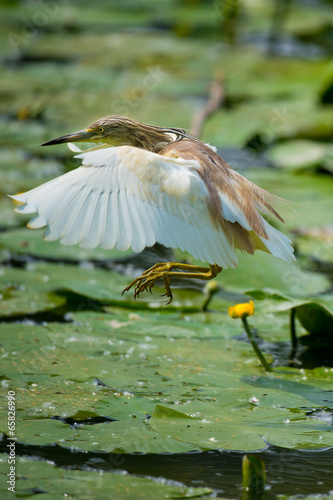 Squacco Heron photo