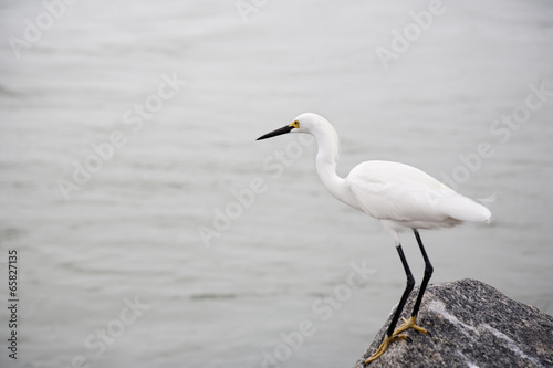 white snow egret  by the ocean © nostalgi