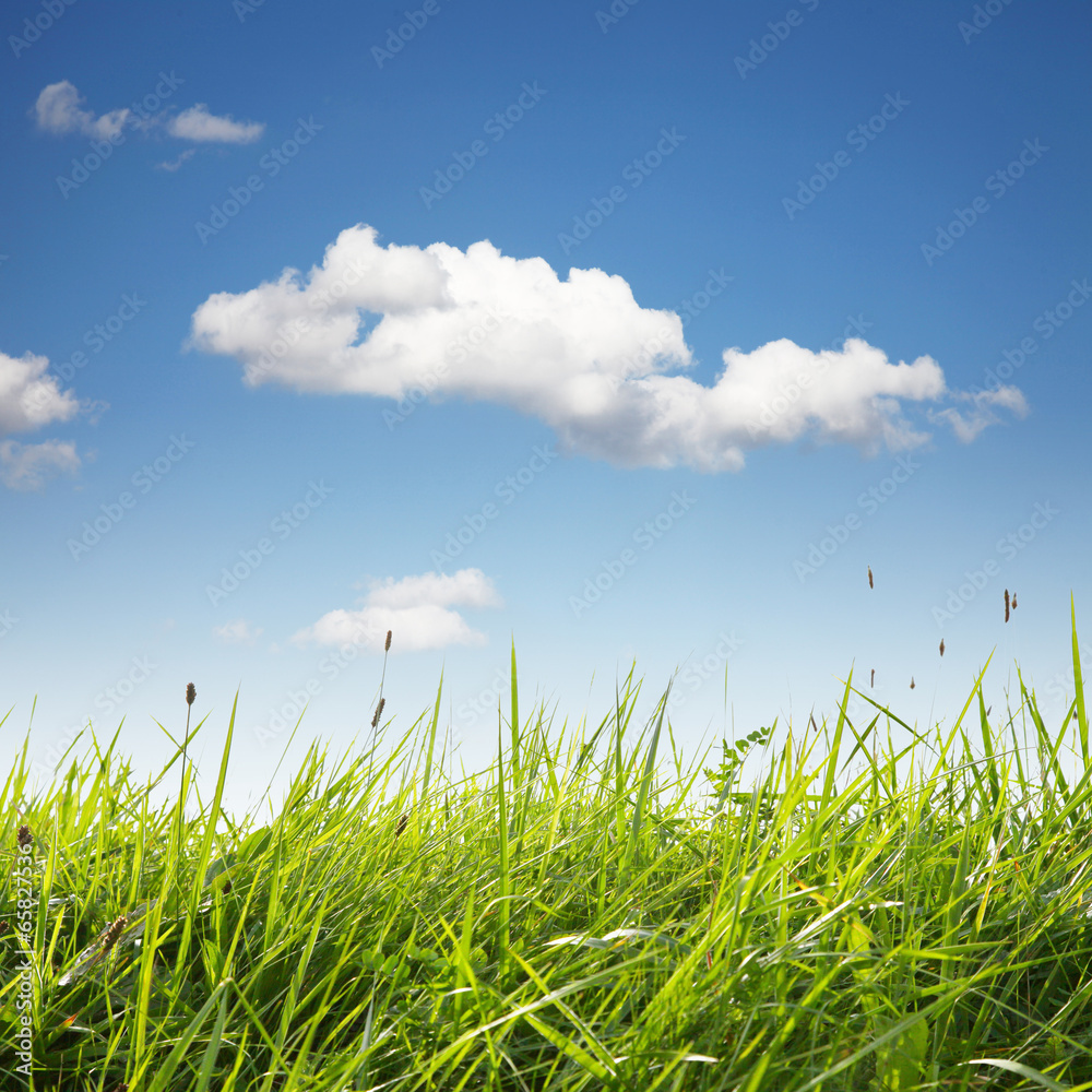 Fototapeta premium Sommer Landschaft