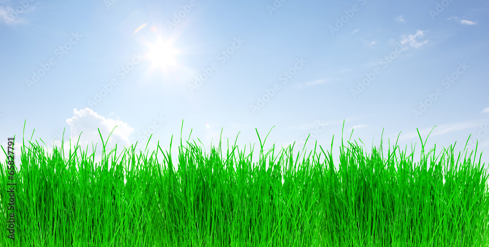 Obraz premium Schöne Wiese Banner