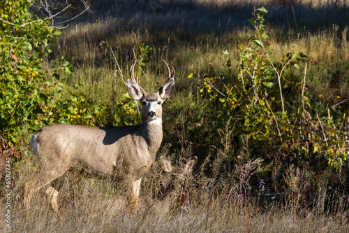Mule Deer Buck