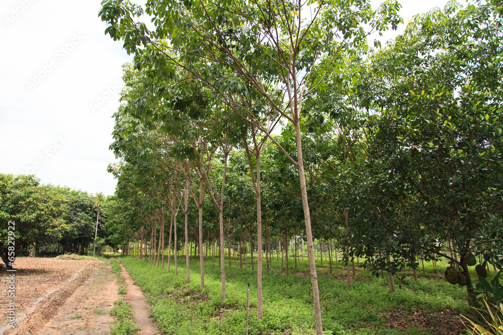 Obraz premium Para rubber tree