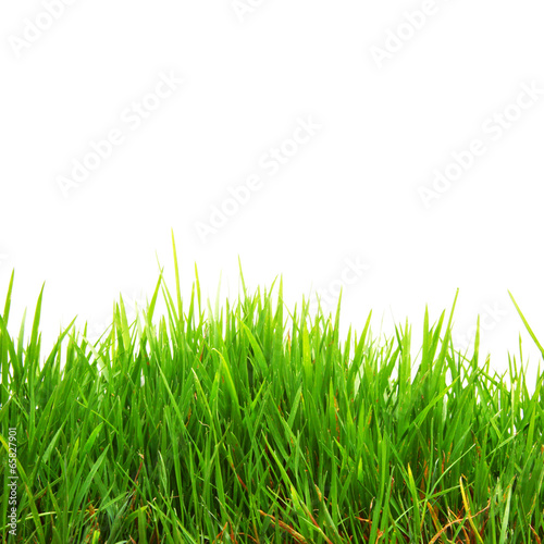 Gras auf weisser Fläche