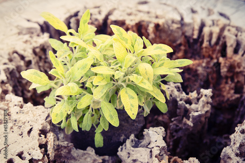Plant