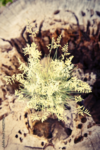 Plant
