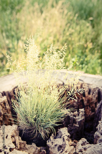 Plant