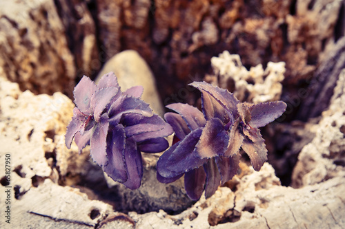 Plant