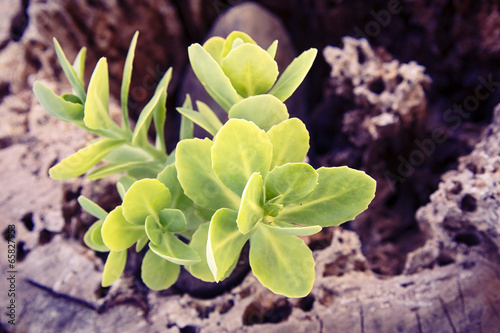 Plant