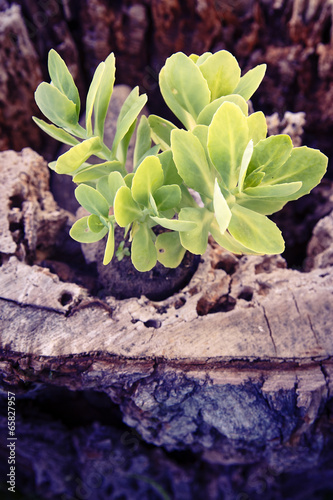 Plant