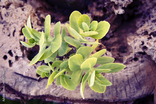 Plant