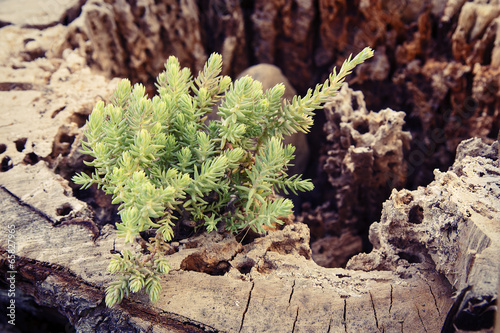 Plant