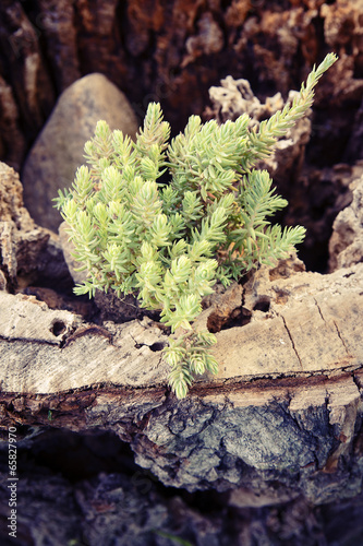 Plant