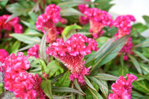 Pink cockscomb in garden