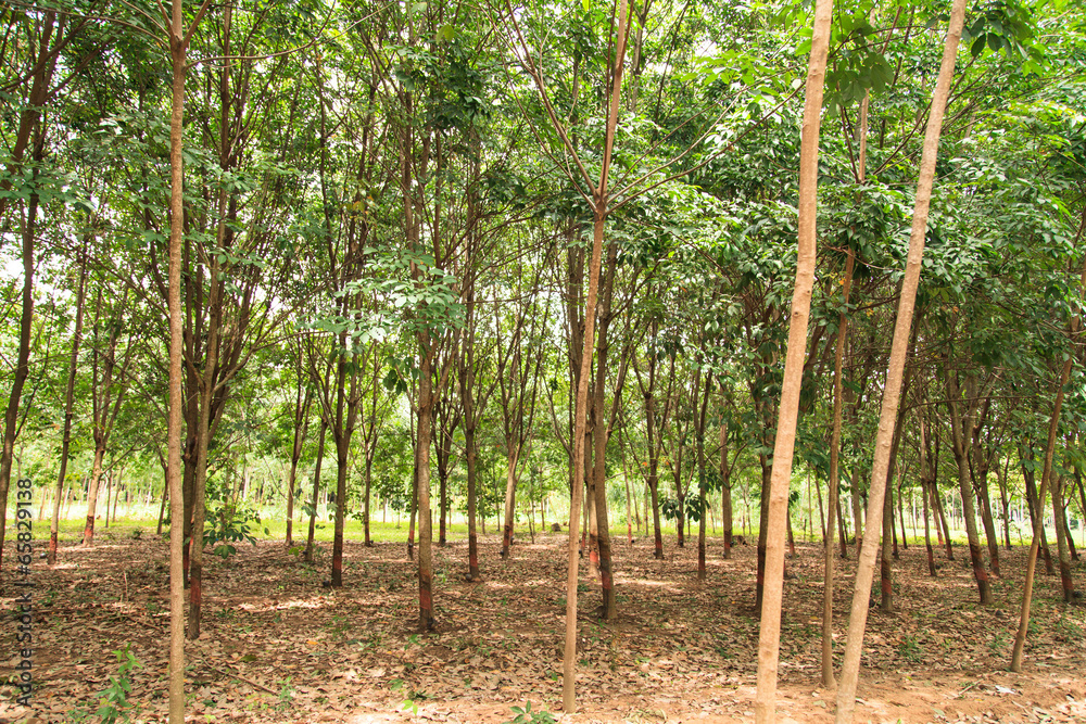 Fototapeta premium Para rubber tree