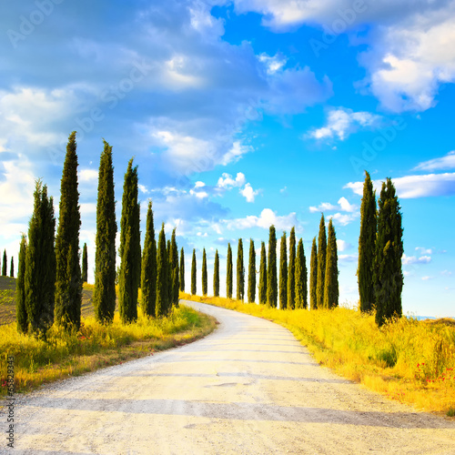 Tuscany  Cypress Trees white road rural landscape  Italy  Europe