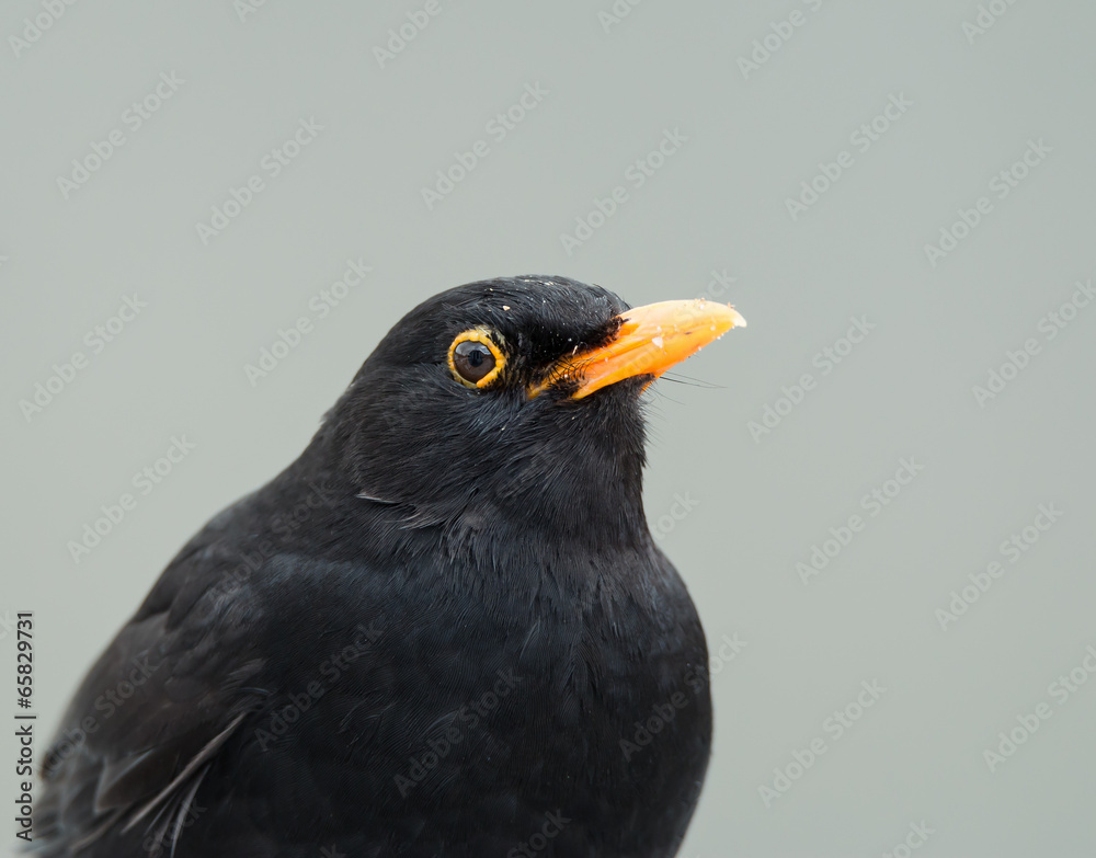 Fototapeta premium Blackbird
