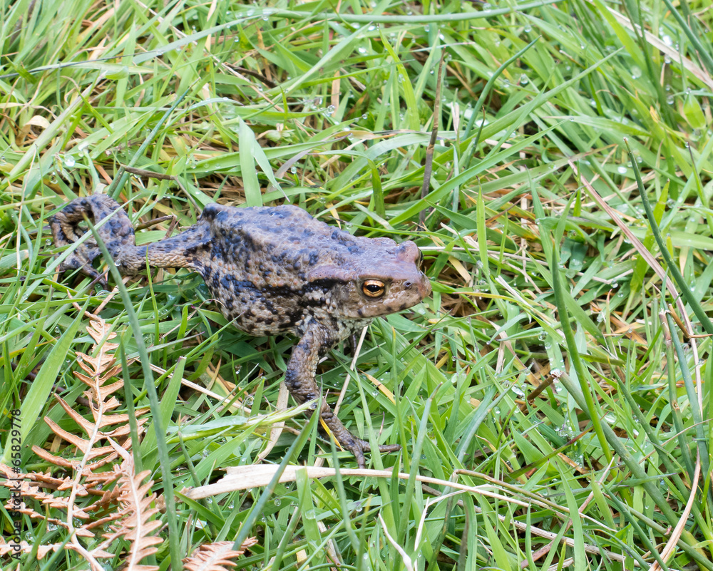 Obraz premium Toad walking