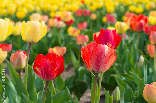 blooming tulips