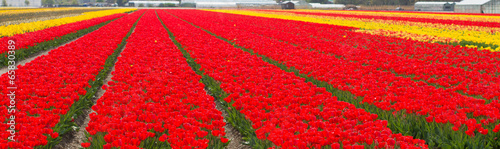 red tulips #65830389