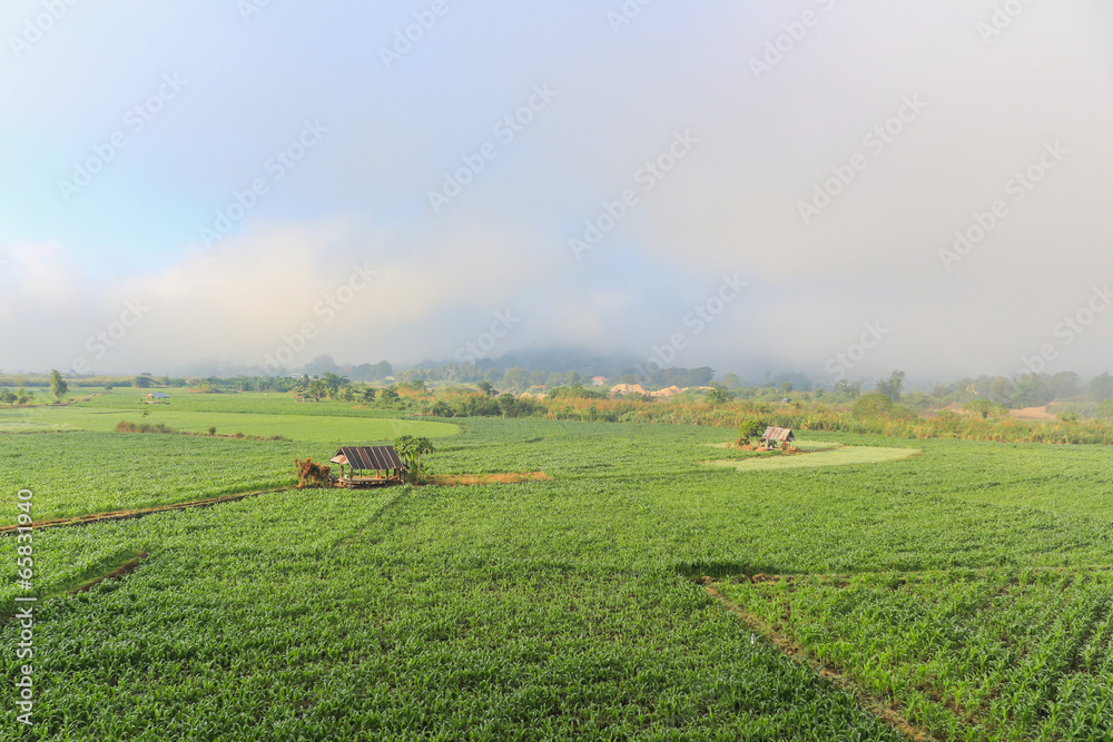 Fototapeta premium Landscape of corn fields