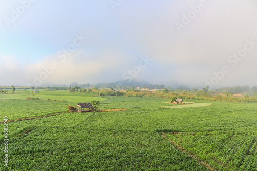 Landscape of corn fields © oneman13