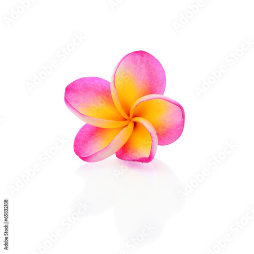 Blooming Yellow Plumeria (frangipani) on white background - with