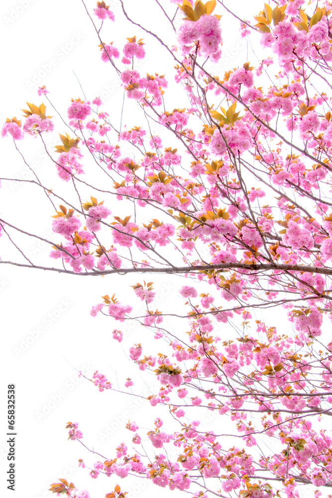 Blooming double cherry blossom tree and white sky