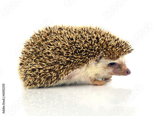 Hedgehog isolate on white background