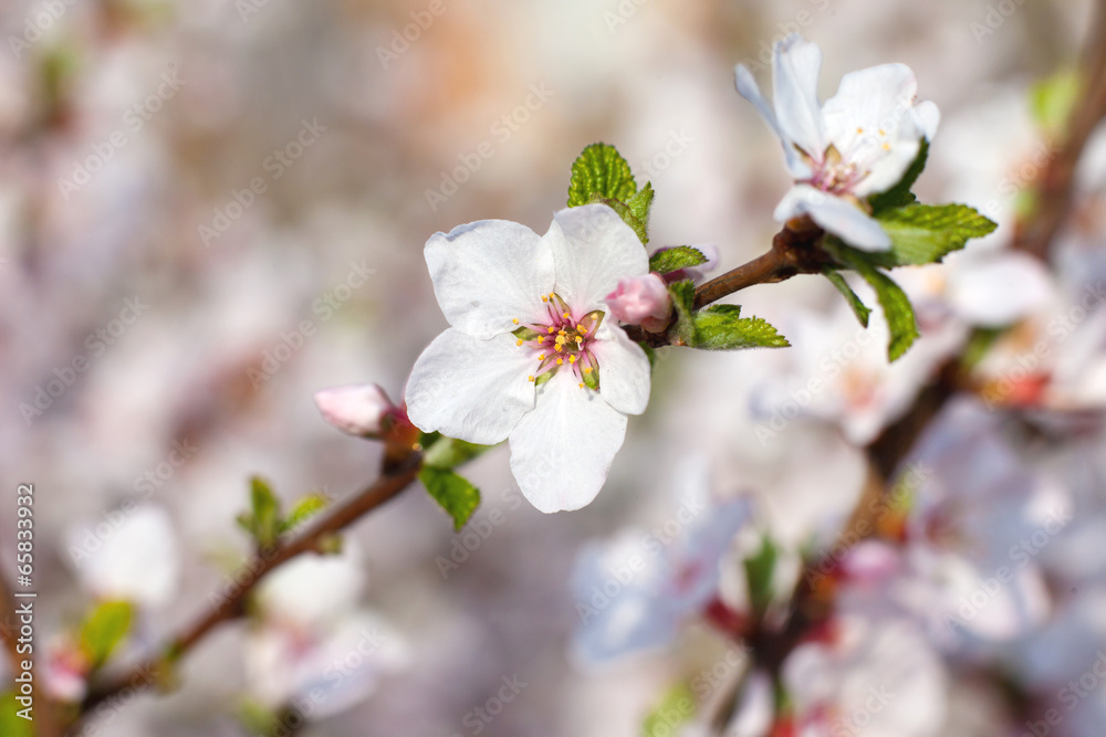 Obraz premium Blossom tree