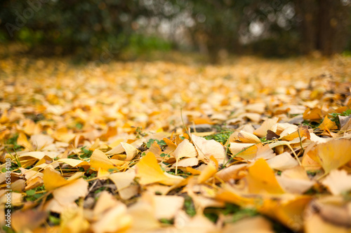 Autumn Ginkgo biloba