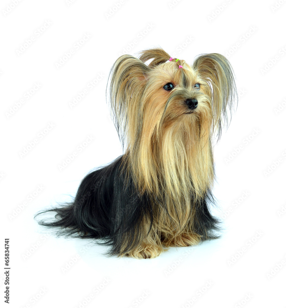 yorkshire terrier isolated on white yorkshire terrier isolated on white