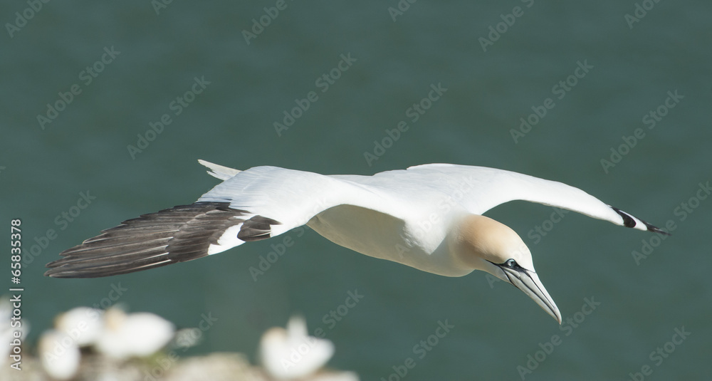 Gannet seabird in flight Gannet seabird in flight