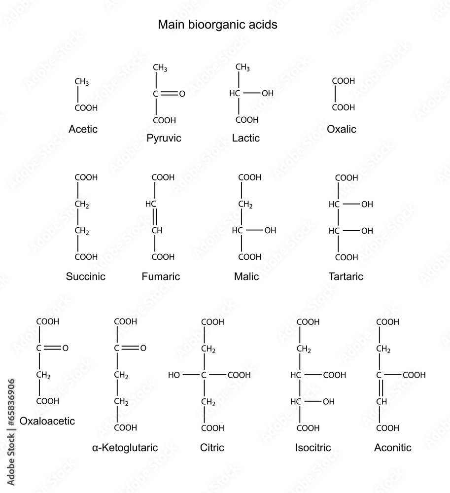 Structural chemical formulas of bioorganic acids Stock Vector | Adobe Stock