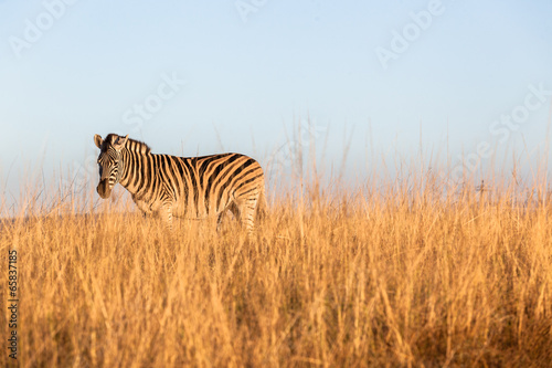 Zebra Grass Landscape Wildlife Animal