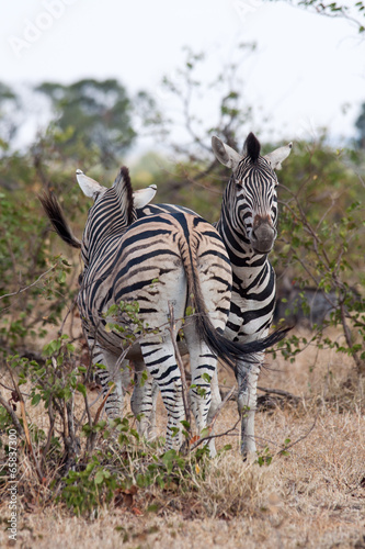Two Zebras standing side by side