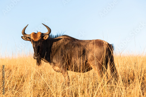 Fototapeta Naklejka Na Ścianę i Meble -  Blue Wildebeest Wildlife Animals