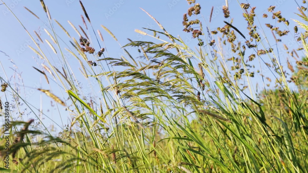 field of grass with blowing wind with very shallow focus