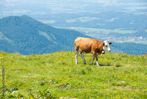 Dairy Cow Grazes in a High Alpine Meadow II