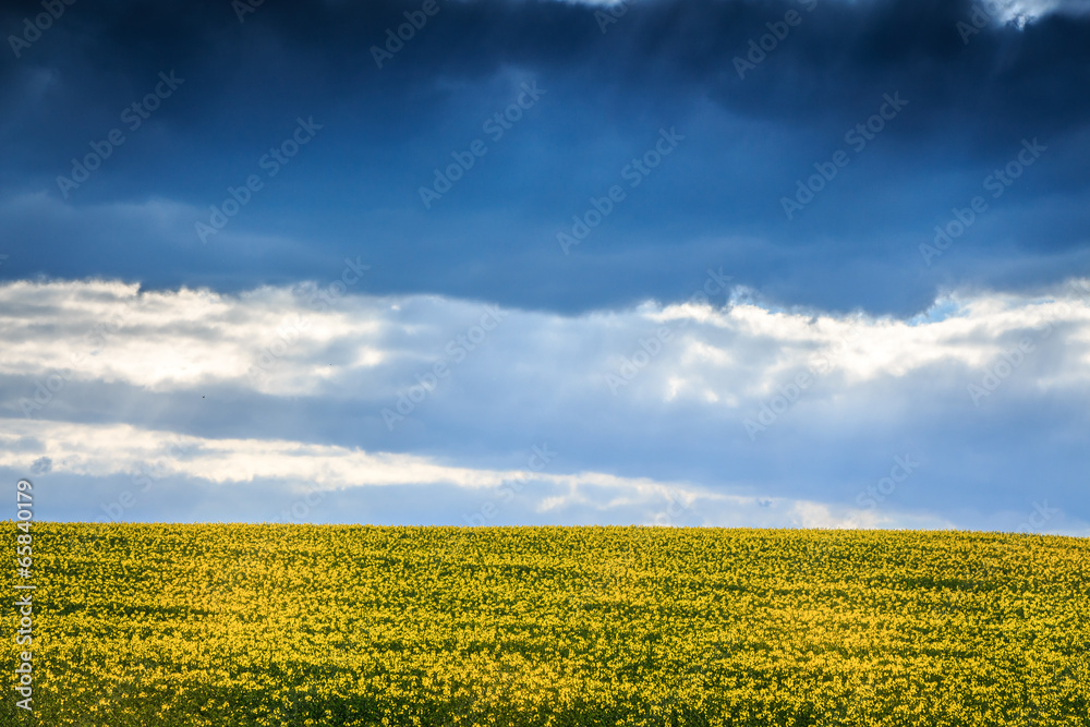 Obraz premium rape seed field