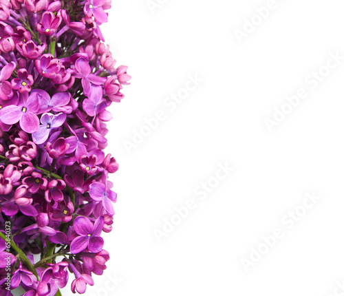 lilac flowers