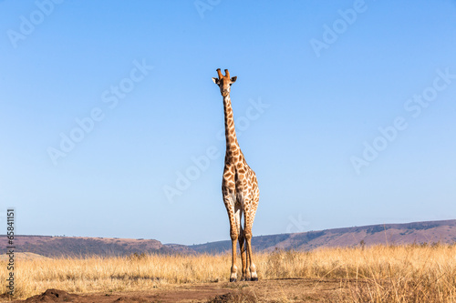 Giraffe Blue Sky Wildlife Animal