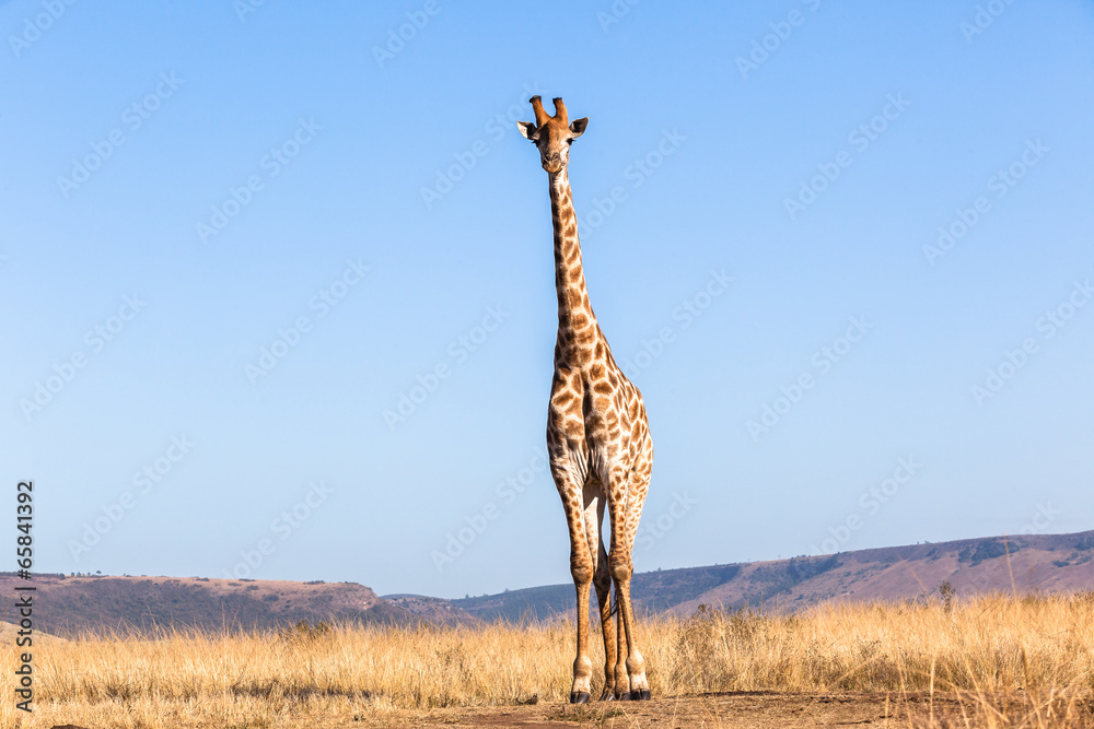 Naklejka premium Giraffe Blue Sky Portrait Wildlife