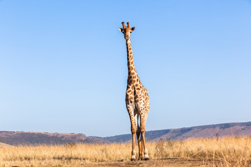 Leinwandbilder Giraffe Giraffenporträt unter strahlend blauem Himmel  © ChrisVanLennepPhoto