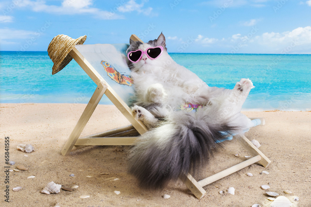 cat resting on a sun lounger - obrazy, fototapety, plakaty 
