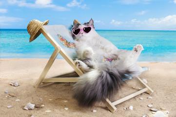 cat resting on a sun lounger