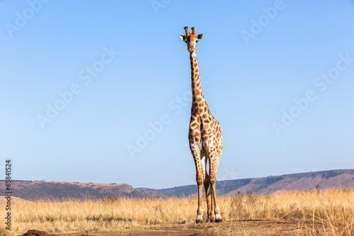 Giraffe Blue Portrait Wildlife Animal