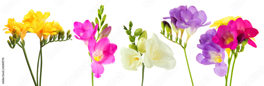 Collage of beautiful  freesias isolated on white