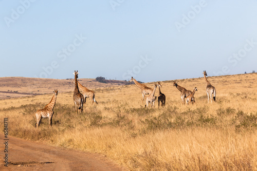 Giraffes Wildlife Animals Terrain