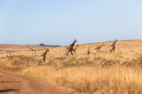 Giraffes Landscape Wildlife Animals