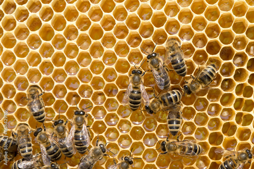 bees on honeycells - obrazy, fototapety, plakaty 